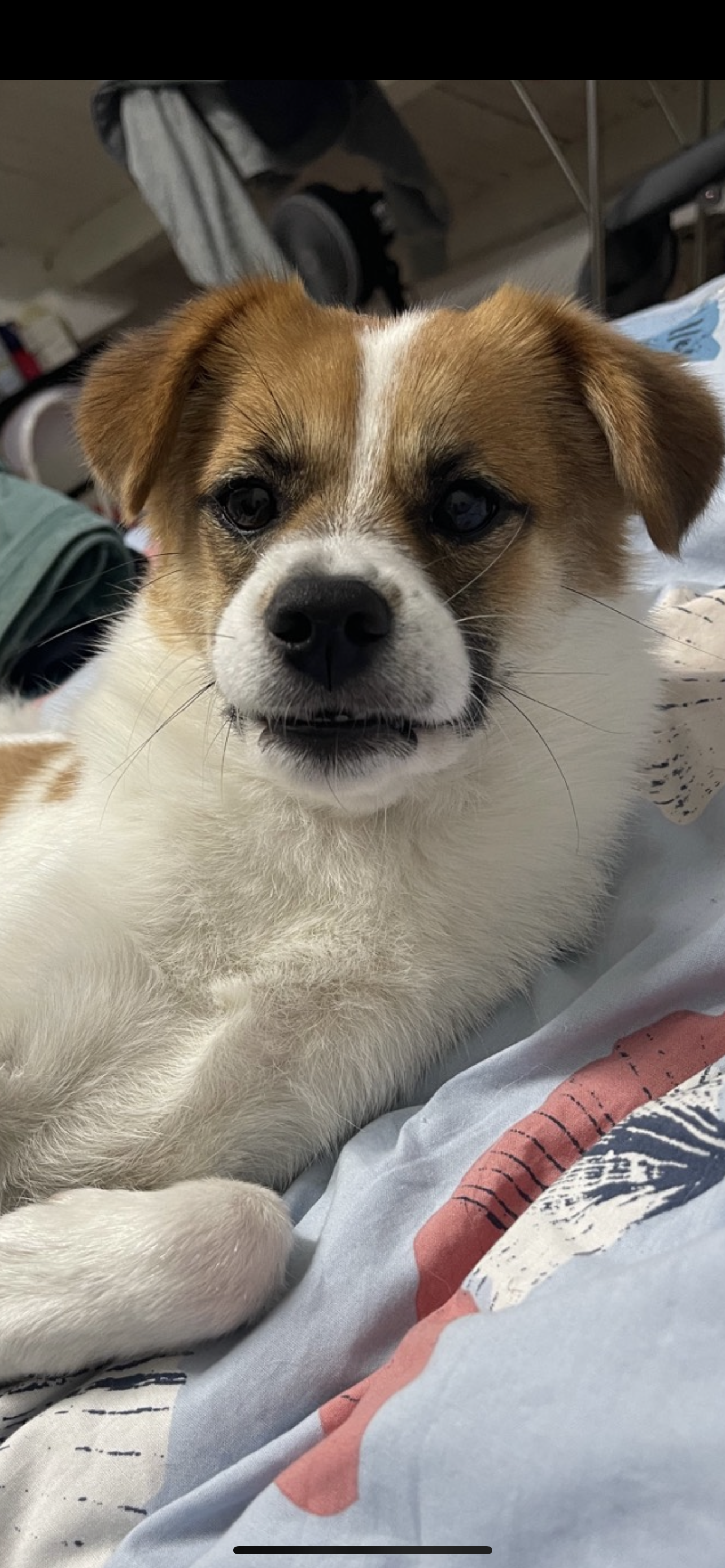 Photo of Bailey the dog