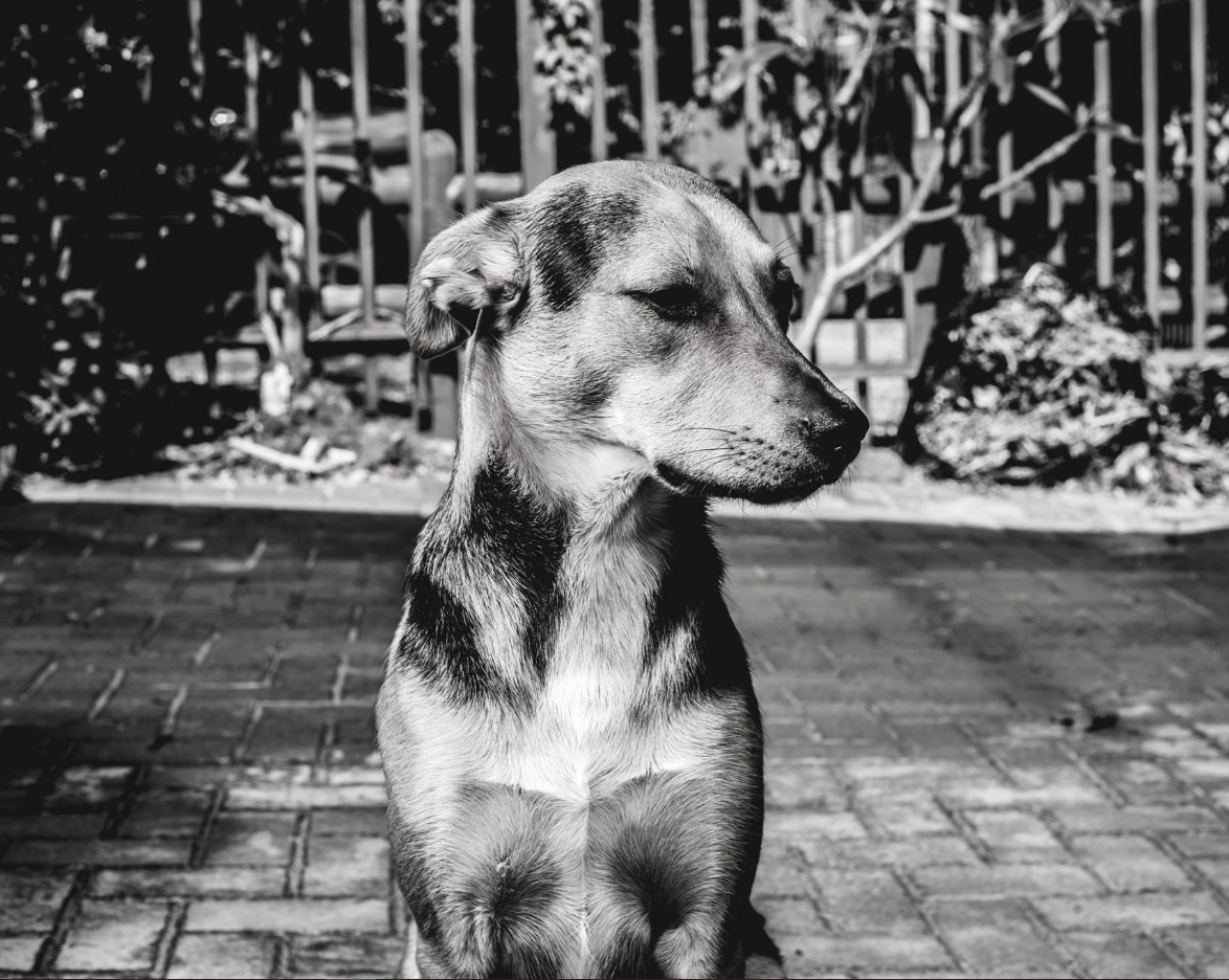 Photo of Baronnashor the dog