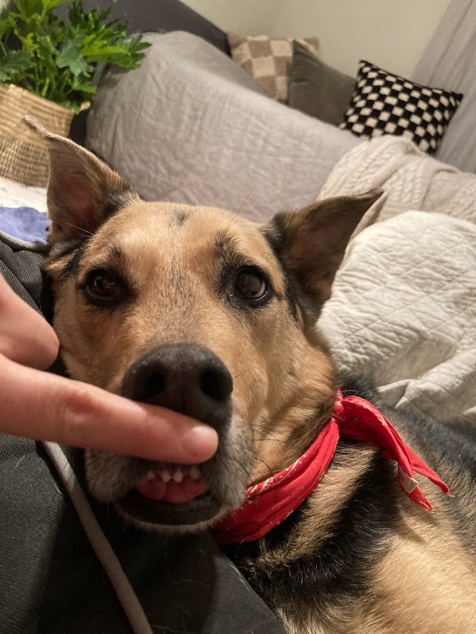 Photo of Forrest the dog