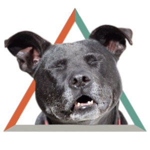 Photo of Scarab the dog