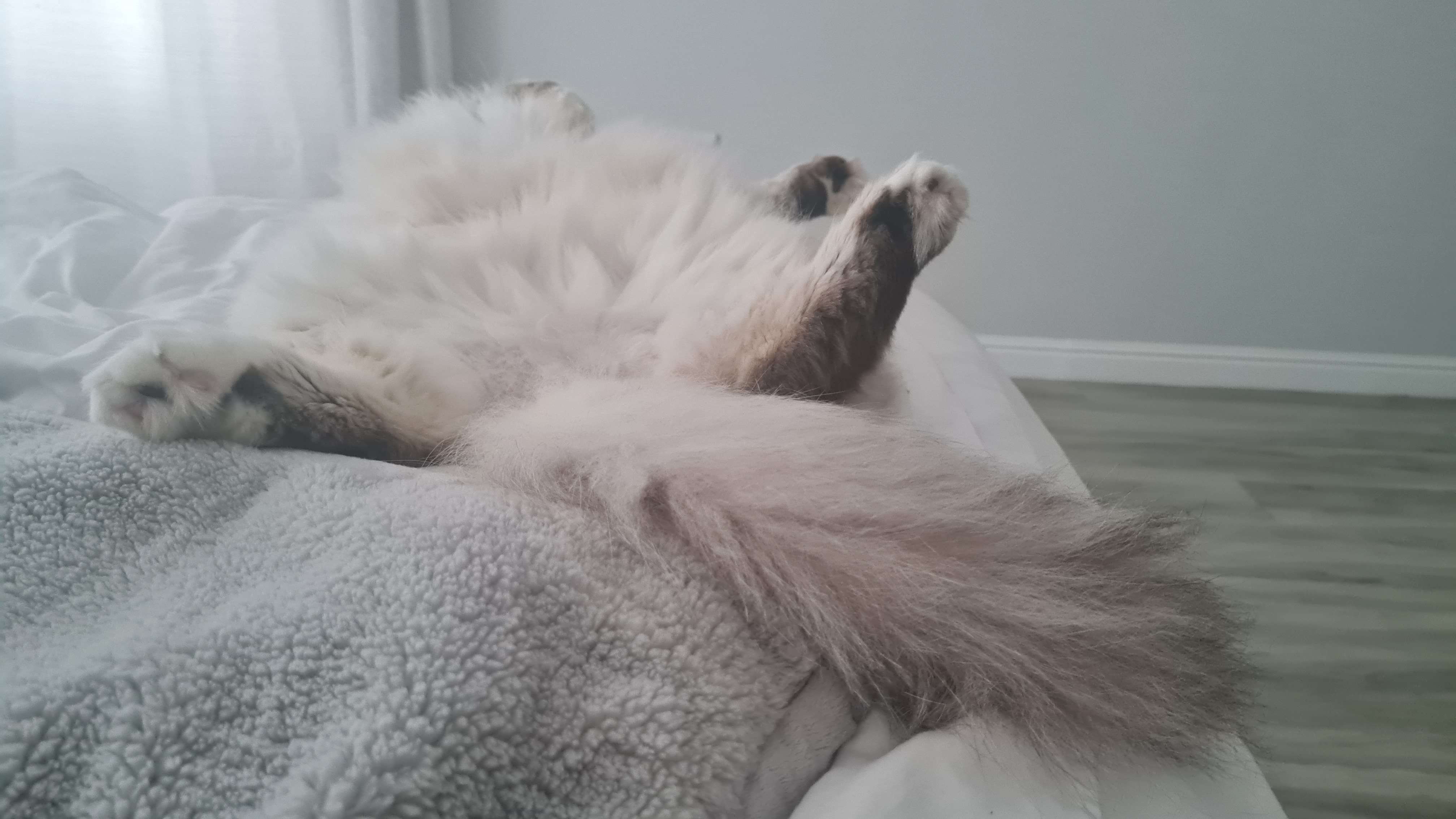 Photo of Tired the dog
